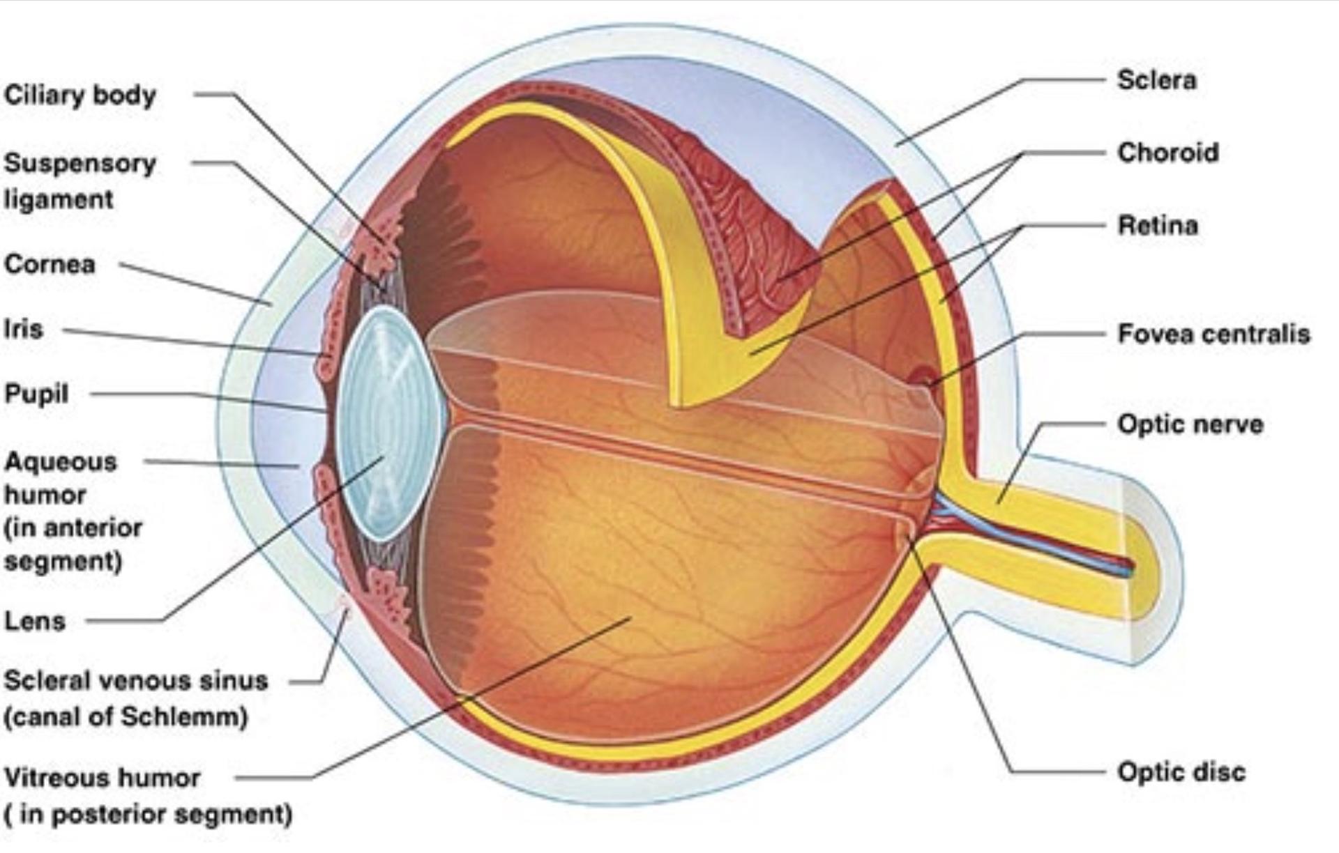 Eye muscle
